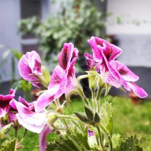 un grupo de flores rosas en un jardín en Hostal el Conquistador, en Cusco 3 fotos más