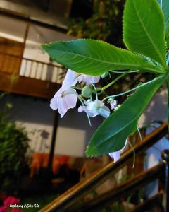 una planta con flores púrpuras y hojas verdes en Hostal el Conquistador, en Cusco