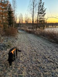 a dog is walking down a dirt road at 60m2 studio w sauna in a semi-detached house in Lapinkangas in Oulu