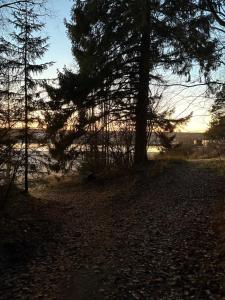 a group of trees in a field with the sun setting at 60m2 studio w sauna in a semi-detached house in Lapinkangas in Oulu