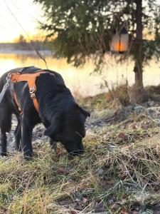 a black dog with an orange harness eating grass at 60m2 studio w sauna in a semi-detached house in Lapinkangas in Oulu