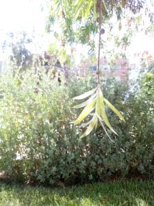 a bunch of leaves hanging from a tree at Villa dar deyafa jamaat fedalat in Sidi Moussa Ben Ali