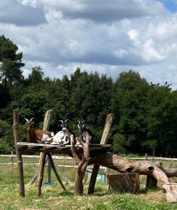 three goats are sitting on a wooden chair at Yourtes l'atelier des rêves Castanea - Séjour nature au cœur du Parc Loire Anjou Touraine in Continvoir +4 photos