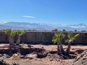 a dog standing in front of some palm trees at AISHAMA Healing House in Aït Ourir +36 photos