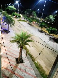 a palm tree sitting on a sidewalk at night at The Starlight Farmstay- Poolside Tent Stay in Jaipur in Jāmb