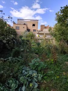 Κήπος έξω από το Chez babayo