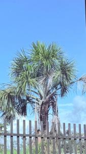 a palm tree in front of a wooden fence at Habitación 2 en Villa Mariaclaudia in Macas