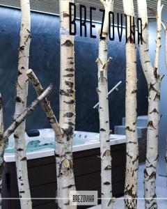 a group of birch trees in front of a building at Útulný apartmán in Veselé