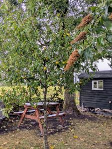 einen Picknicktisch unter einem Baum neben einem Baum in der Unterkunft The Rodney Shepards hut in Eyam + 1 Foto