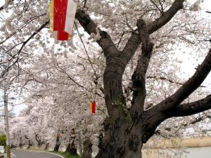 einen Kirschbaum mit einem Drachen, der darauf hängt. in der Unterkunft Kohan in Niigata