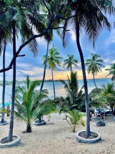 un gruppo di palme sulla spiaggia di kuda Bay Surf Hostel ad Arugam