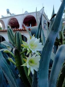 a cactus with white flowers in front of a building at Irini Garden House in Vathí