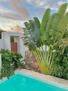 a villa with a swimming pool and a palm tree at Kasa Koh in Brisas de Zicatela