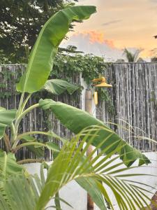 a green plant in front of a wooden fence at Kasa Koh in Brisas de Zicatela +65 photos