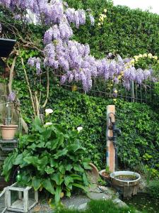 een tuin met paarse seringen die langs een haag naar beneden hangen bij Creativ hause in San Giuliano Terme +17 foto's