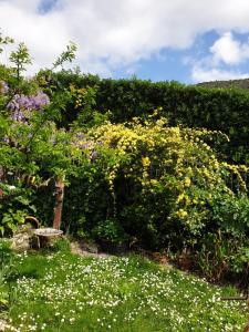 a garden with yellow and white flowers and a hedge at Creativ hause in San Giuliano Terme