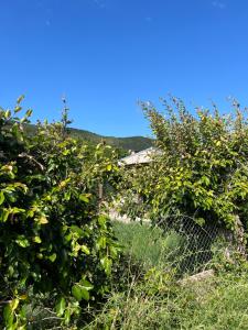 a group of trees with a fence in the foreground at Depto 168 in Santa Rosa de Calamuchita