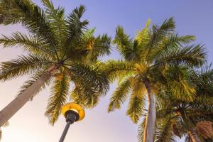 サントドミンゴにあるルネッサンス サント ドミンゴ ジャラグァー ホテル＆カジノのヤシの木を背景にした街灯