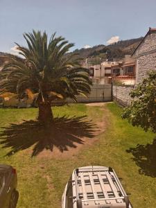 a palm tree in a yard with a bed in the grass at Entire apartment in Ambato Ficoa in Ambato