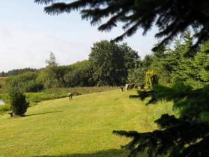 een groep dieren die graast op een grasveld bij 8 person holiday home in Silkeborg in Silkeborg +33 foto's
