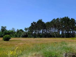 a field with a group of trees in the background at Luxury Spa Retreat in Marielyst - By Traum Ferienwohnungen in Marielyst