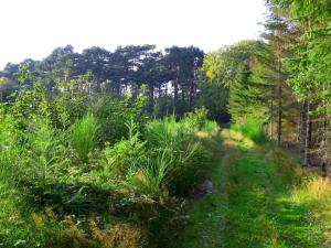 a trail in the woods with tall grass and trees at Luxury Spa Retreat in Marielyst - By Traum Ferienwohnungen in Marielyst