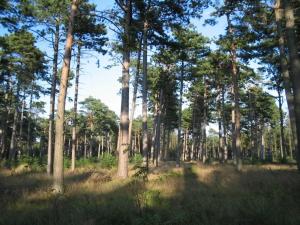 a forest with tall trees and tall grass at Luxury Spa Retreat in Marielyst - By Traum Ferienwohnungen in Marielyst +23 photos