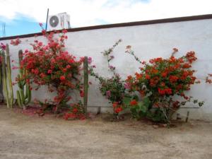 two plants with red flowers against a wall at San Felipe Rental Studio 3 FREE WIFI AND CABLE TV in San Felipe