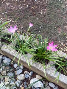 Gallery image of 与論島の宿とーとぅがなし in Yoron