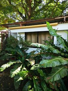 ein weißes Gebäude mit einem Baum davor in der Unterkunft Suan's Nook Guest House in Larena + 11 Fotos