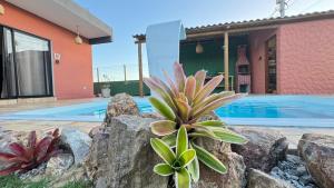 a plant in the rocks in front of a swimming pool at pipa paradise lofts in Tibau do Sul