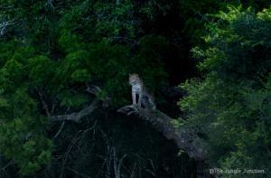 Vista superior de un árbol con sus ramas en The Wandering Tusk Hostel, en Anuradhapura