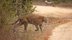 un leopardo caminando por un camino de tierra en The Wandering Tusk Hostel, en Anuradhapura