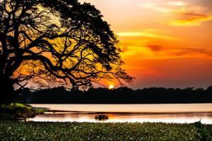 una puesta de sol sobre un cuerpo de agua con un árbol en The Wandering Tusk Hostel, en Anuradhapura