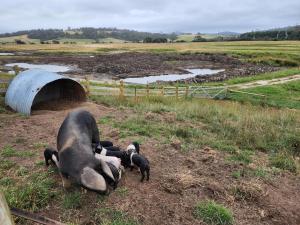 Φωτογραφία από το άλμπουμ του Luxury farm stay with outdoor jacuzzi σε St Helens