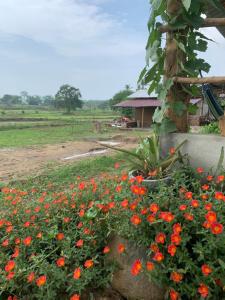 Κήπος έξω από το Hideout Madawalalanda +6 φωτογραφίες