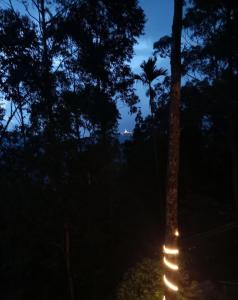 a palm tree with lights on it at night at Ravan Pine Nature Retreat in Ella