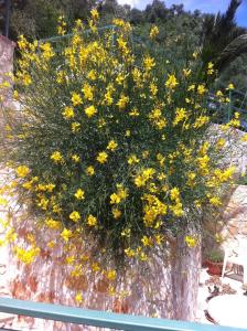 a bunch of yellow flowers on a rock at Ca' di Bianca in Moneglia