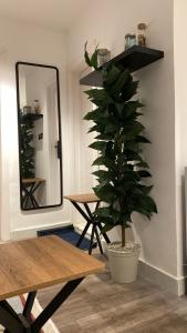 una planta en una habitación con una mesa y un espejo en شقة بغرفة وصالة, en Riad