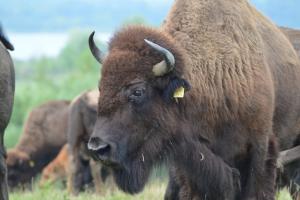 un toro marrón con cuernos parados en un campo en Holiday home in Markkleeberg near a lake, en Markkleeberg