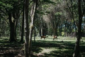 Zvířata v prázdninového domu nebo okolí
