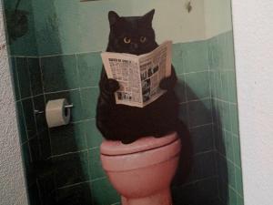 a black cat sitting on top of a toilet reading a newspaper at Baan Cozy Boutique Natural Wellness Chiang Mai in Chiang Mai +83 photos