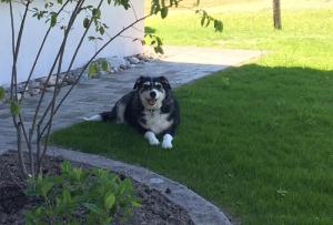 a black and white dog sitting in the grass at Steinern in Ufhusen +10 photos
