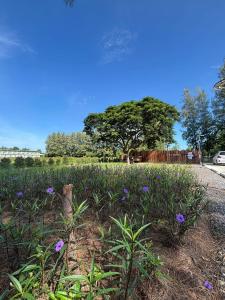 ein Feld mit lila Blumen auf einem Grasfeld in der Unterkunft Dehut Boutique Homestay hut1 in Khon Kaen