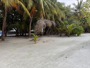 a group of palm trees on a sandy beach at Coconut Palm Dhidhoo in Ariyaddu +4 photos