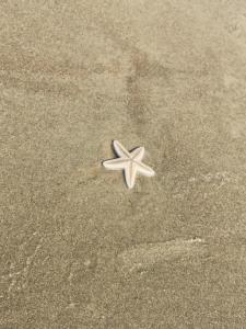 a starfish laying in the sand on the beach at 1bhk in Calangute North Goa nearby beach Sea Breeze Bay in Calangute