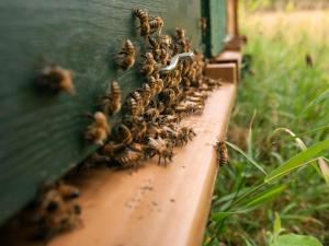 a group of bees on the side of a beehive at Mercure Aix-les-Bains Domaine de Marlioz Hôtel & Spa in Aix-les-Bains