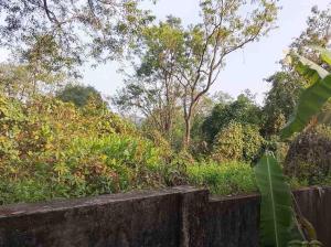 a wooden fence with bushes and trees in the background at Noah Yourt in Siolim