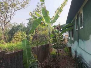 a banana tree in a yard next to a house at Noah Yourt in Siolim