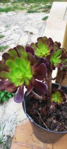 a plant with green and purple flowers in a pot at Le Laoul cottage 2 people in Bourg-Saint-Andéol +1 photo